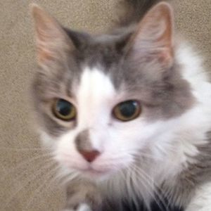 Meet your Posher, Terry